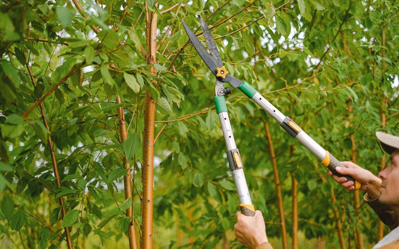 Tree trimming in Tuckerman, AR