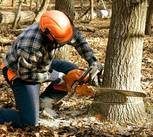 Tree Removal in Tuckerman, AR